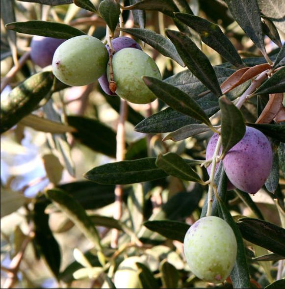 Olives on a branch