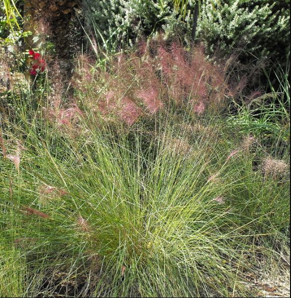 Pink muhly grass in bloom